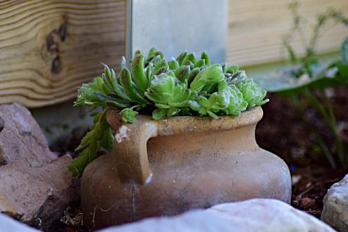 a plant sitting in a vase in a garden at Auszeit Filzmoos in Filzmoos