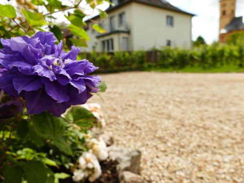 a purple flower in front of a house at Ines in Trittenheim