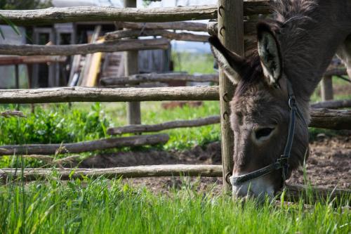 a donkey is eating grass behind a fence at Agriturismo La Facenda in Albinia