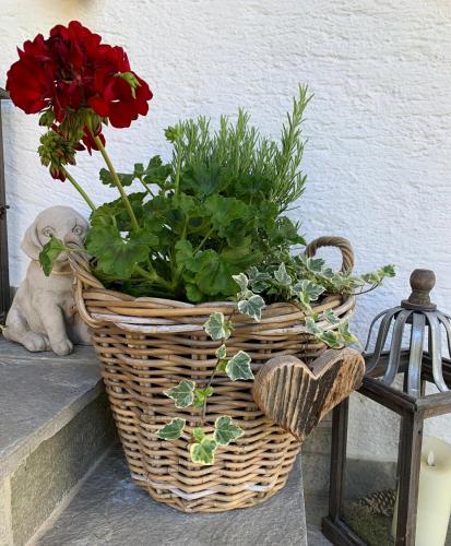 a basket with red flowers in it next to a cat at Ferienwohnungen Monika Winter in Kleinarl