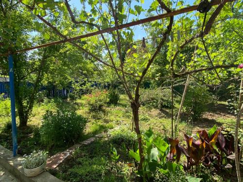 a garden with a tree and some plants at Cosy Guesthouse in Tskaltubo