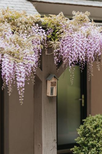 a bunch of purple flowers hanging from a house at Gîtes du Bulz, en pleine forêt proche de la mer in Pleyber-Christ