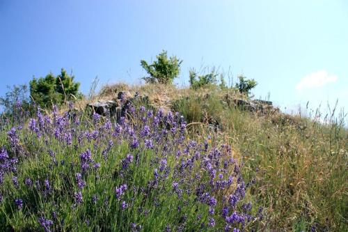 un champ de fleurs violettes sur une colline dans l'établissement Le Mas de Mo, au coeur des paysages du Verdon, à Bargème