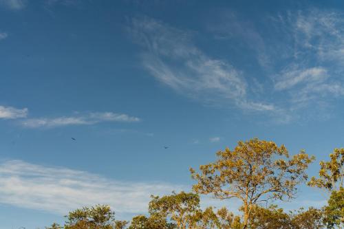 a tree in front of a blue sky at Chalé Brisas in Alto Paraíso de Goiás