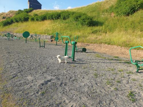 a small white dog standing in the middle of a playground at Chalet le logis des autre in Vireux-Wallerand