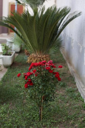 a bush of red flowers with a palm tree in the background at serendipity la terrazza house in Lecce
