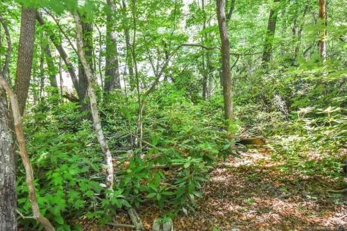 Black Mountain Beauty – Photos 2