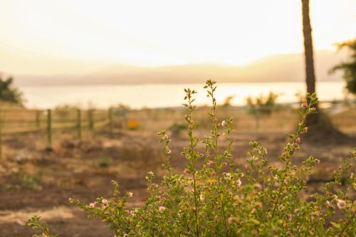 a plant in the foreground with a field in the background at Sky Glamping boutique in Moshav Ramot
