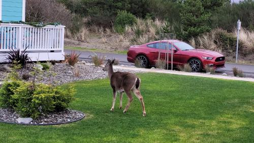 a deer standing in the grass next to a red car at Sunset Beach Manor - Oyhut Bay Seaside Village in Ocean Shores