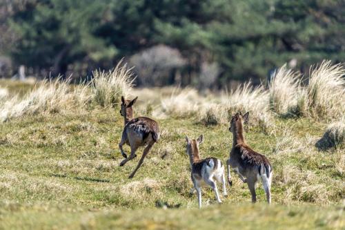 a group of gazelles running in a field at Boutique Hotel Helder I Kloeg Collection in Renesse