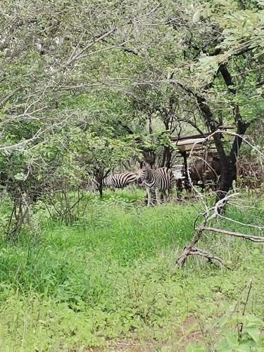 a group of zebras standing in a field at Unogwaja Rest in Marloth Park