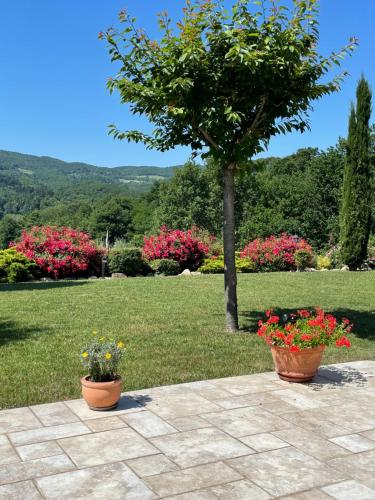 - deux pots de fleurs sur une terrasse avec un arbre dans l'établissement Incantevole Mugello, à Scarperia