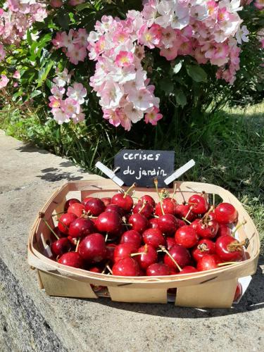 un cesto di ciliegie di fronte a fiori rosa di Au Chat Perché chambre double a Mareil-sur-Mauldre