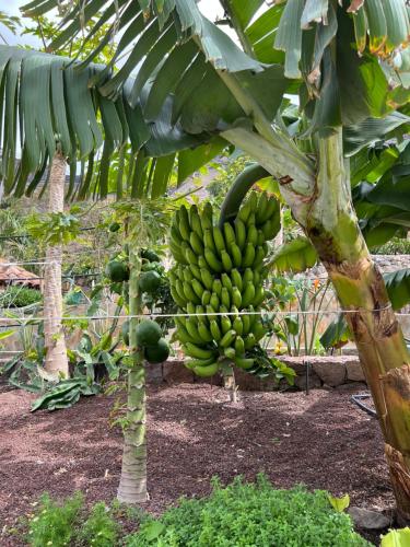 a bunch of bananas hanging from a banana tree at Casa rural con baño adaptado y piscina en Mogán in Mogán