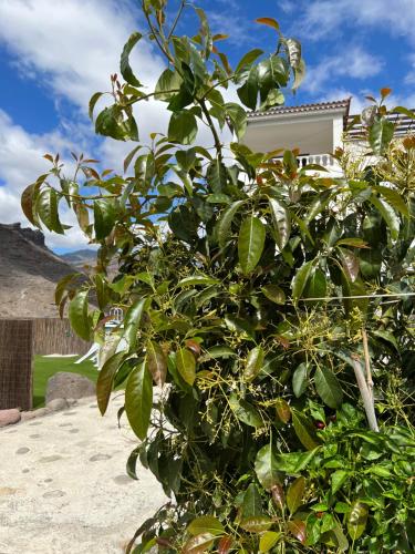 a large green plant in front of a house at Casa rural con baño adaptado y piscina en Mogán in Mogán
