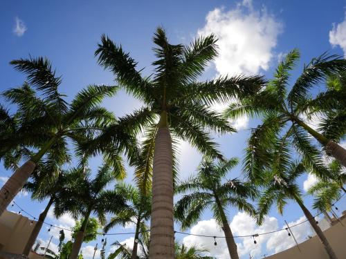 a group of palm trees against a blue sky at Azcapri Villa Boutique & Spa in Cancún