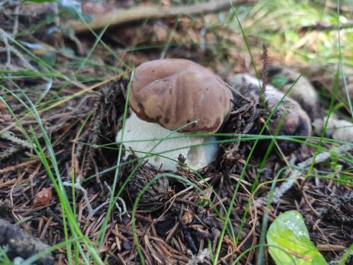 a mushroom on the ground in the grass at Agritur La Fenice in Brez
