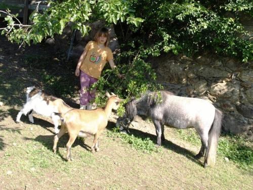 Binatang di penginapan di ladang atau berdekatan