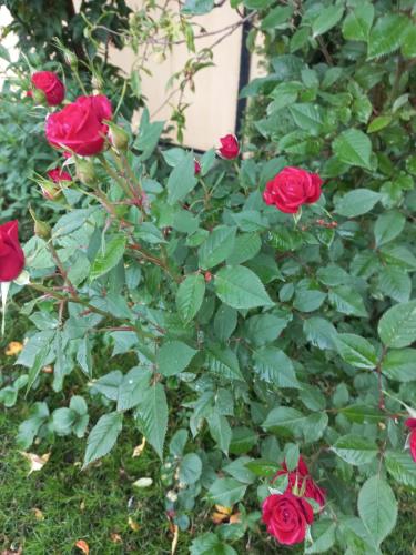 a group of red roses in a bush at Villa Kasinda in Sarajevo