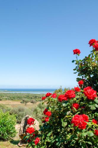 a bush of red roses with the ocean in the background at La Minditta in San Teodoro