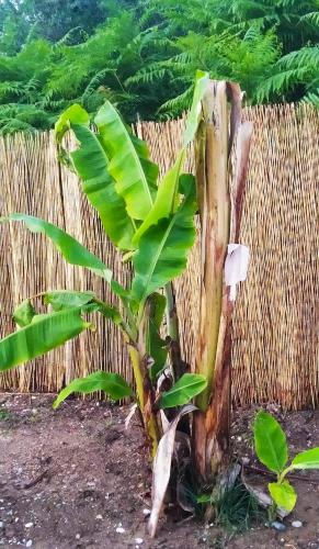 a banana tree in front of a fence at Summer Stories Pool Villa in Potamós