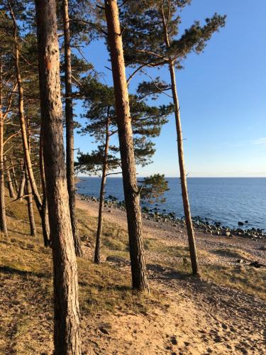 a group of trees on a beach near the water at Ostas ielas apartamenti in Saulkrasti