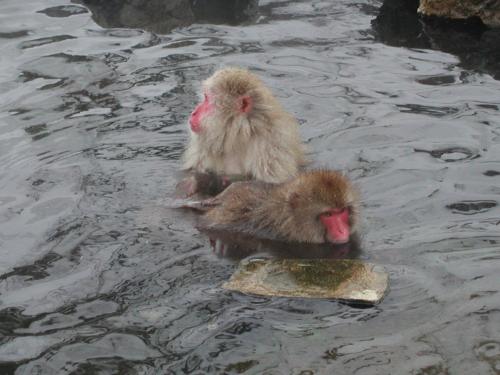 two baby chickens are swimming in the water at Uotoshi Ryokan in Yamanouchi