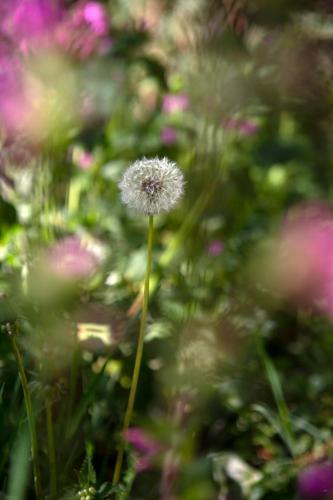 a dandelion in a field of pink flowers at Buitenplaats Petersburg in Arnhem