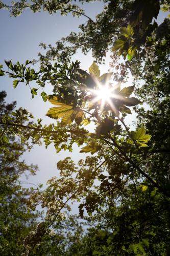 a sun shining through the leaves of trees at Buitenplaats Petersburg in Arnhem