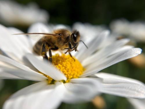 a bee sitting on top of a white flower at ALTE SCHULE WITTENBERG, 3 Ferienwohnungen für bis zu 12 Personen, an der Elbe, mit Garten in Lutherstadt Wittenberg