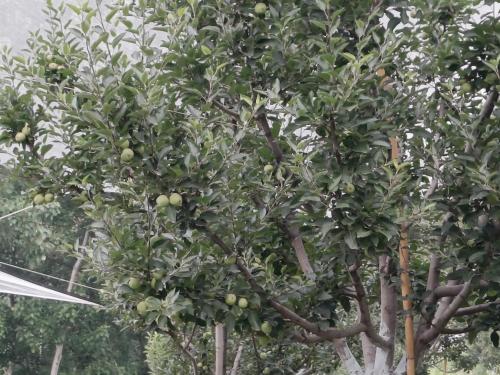an apple tree with lots of fruit on it at Jet Home Stay in Theog