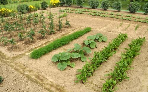 an aerial view of a garden with green plants at Villa Margarita's farm, private pool in Maláthiros
