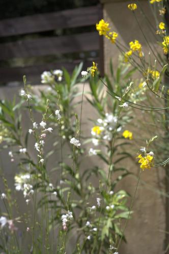 a bunch of yellow and white flowers in front of a bench at LIORIZA Country Houses in Kalamaki