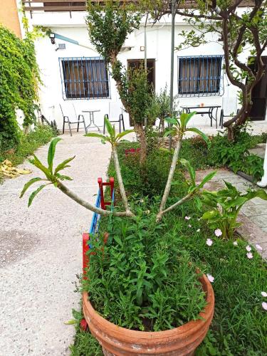Κήπος έξω από το CHAMBRE BLANCHE
