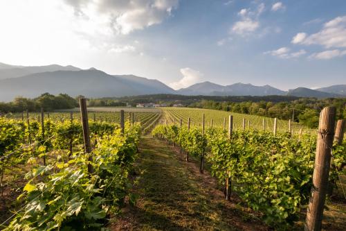 a vineyard with mountains in the background at Agriturismo Al Col in Follina