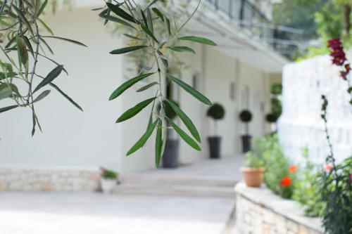 a plant in front of a building with plants at Aria Mare in Keri