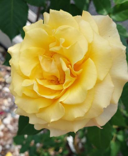 a yellow rose is shown at Marlingsuites - Vinea - Wieser Josef - Marling in Marlengo