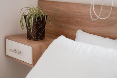 a plant on a night stand next to a bed at Hotel Fratelli in Aguascalientes