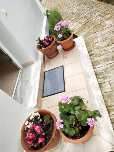 a group of potted plants sitting on a floor at Kalamaki Court Villas in Kalamaki