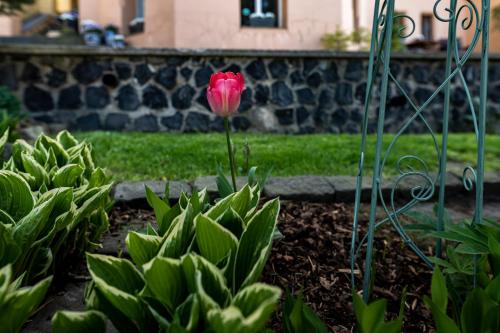 a red tulip in a garden with green plants at Vila Heide in Česká Kamenice