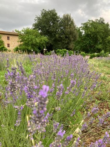 a field of purple flowers in a field at CLAUDIA VACANZA TOSCANA - Appartamento Nocciolo- 10 min da Siena in Malignano