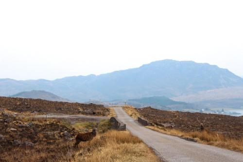 a road with animals standing on the side of a hill at Misty Isle Apartments Ltd - Maol View in Kyleakin
