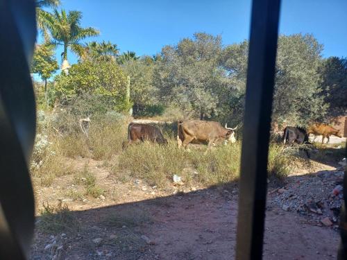 a group of cows grazing in a field at Hacienda Gallardos 104-3 in San Carlos
