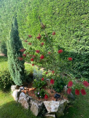 a garden with red flowers in a rock garden at Villa Eva Karigador in Novigrad Istria