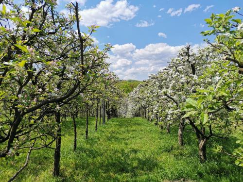 a row of apple trees in an orchard at Weekend house & apartments Dubrave in Visoko