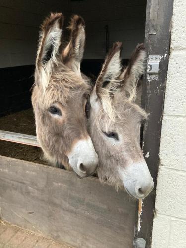 two donkeys are looking out of a door at Southfields Bell Tent. in Egmanton