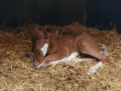 a baby horse laying in some hay at Haras des Buissonnets in Bois-Anzeray
