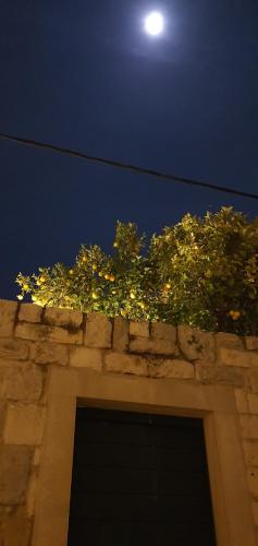 Galería fotográfica de Violeta Hvar en Hvar