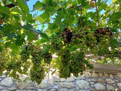 a bunch of green grapes hanging from a tree at Traditional Creta stone house in serenity village in Vitsiliá