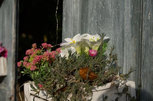 a potted plant with flowers in a planter at B&B FETONTE in Crespino